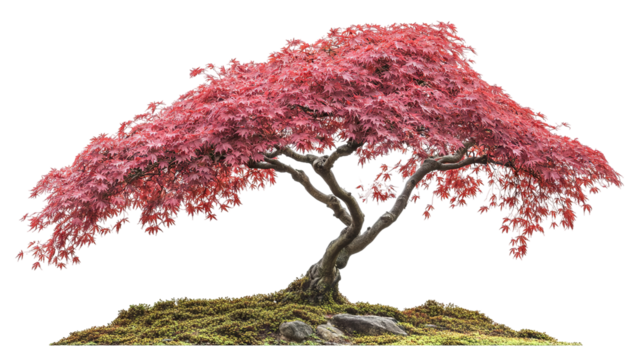 Japanese maple tree isolated PNG cutout with vibrant red foliage — ultra-high-resolution transparent background graphic for landscape design, botanical illustration, and digital art workflows - Powered by Adobe