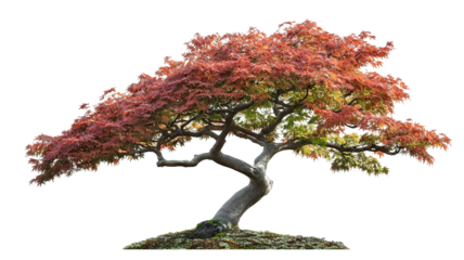 Japanese maple tree isolated PNG cutout with vibrant red foliage — ultra-high-resolution transparent background graphic for landscape design, botanical illustration, and digital art workflows