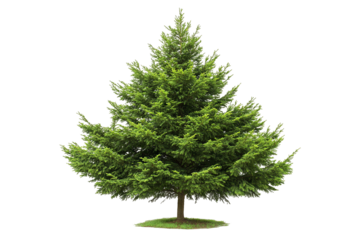 Isolated Leyland cypress tree — high-resolution PNG cutout on transparent background for evergreen landscaping renderings and botanical design