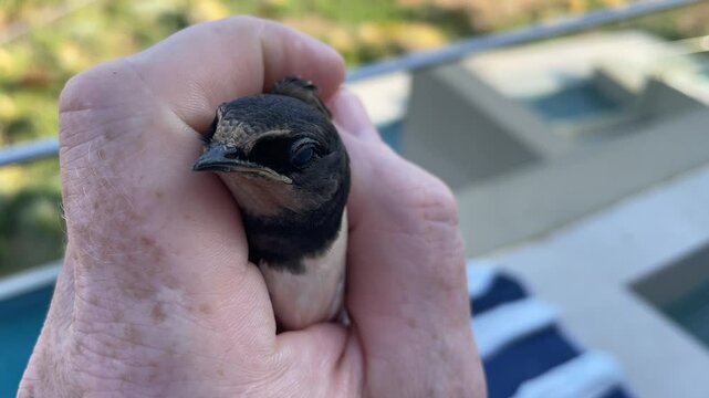 Eine junge Schwalbe in einer Hand.