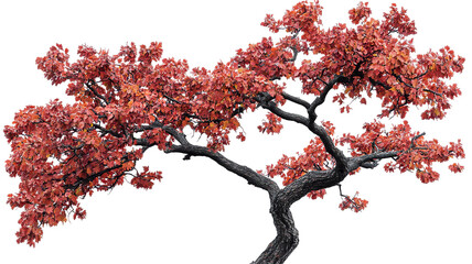 Fototapeta premium Majestic maple woods tree with lush green foliage, isolated on pure transparent background, high-resolution transparent PNG cutout ideal for landscape design, botanical illustrations, and eco-friendly