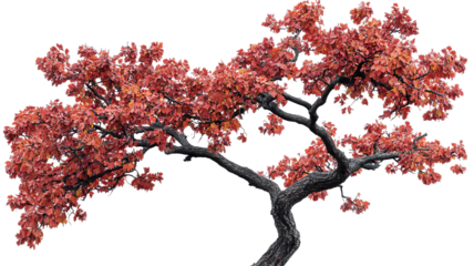 Majestic maple woods tree with lush green foliage, isolated on pure transparent background, high-resolution transparent PNG cutout ideal for landscape design, botanical illustrations, and eco-friendly