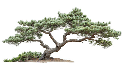 Majestic pine tree isolated on pure transparent background &mdash; ultra-high-resolution PNG cutout perfect for graphic design projects, botanical illustrations, landscape renderings and eco-friendly
