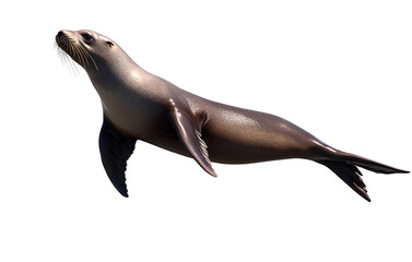 A sea lion floating in the air, transparent background
