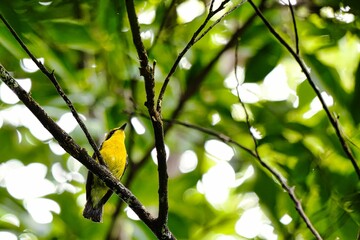 リュウキュウキビタキ Ryukyu flycatcher