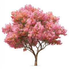 Fototapeta premium Vibrant pink flowering tree against white