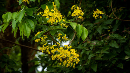 Beautiful Cassia Fistula tree flowers also known as the Golden Shower Tree is native to Assam India and is known as Sonaru tree 3