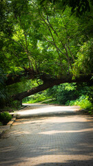 Nature Untouched - Vertical photo of a walking pathway with a tree blocking the pathway