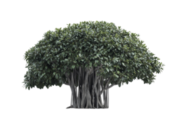 High-resolution sacred fig (Ficus religiosa) tree isolated on transparent background — seamless PNG cutout ideal for spiritual landscape renderings and botanical illustration