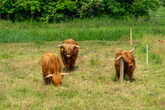 Three Highland cows standing on a grassy pasture. The long-haired cattle with distinctive curved horns are surrounded by lush greenery