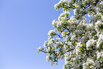 Bright apple tree flowers bloom, signaling the arrival of spring.
