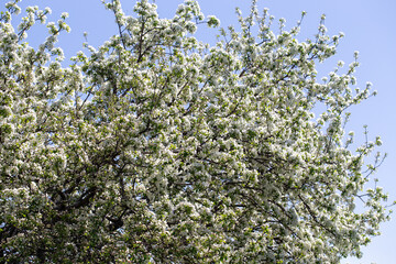 Close-up of apple blossoms in full bloom under a vivid blue sky, seasonal spring concept.