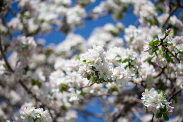 Springtime apple blossoms glowing in sunlight under bright blue sky.