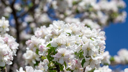 Apple blossom close-up on a clear spring day with vibrant blue sky background.