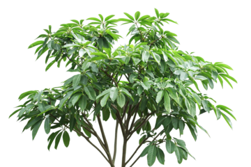 High-resolution tree of heaven (Ailanthus altissima) PNG cutout isolated on transparent background — perfect for landscape design, botanical illustrations, and eco-friendly architectural renderings