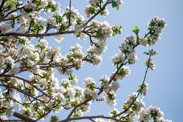 Branch of blooming apple tree reaching into clear, cloudless sky.