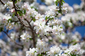 White apple blossoms in full bloom against a clear blue spring sky.