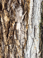 Close-up of tree bark texture with visible cracks, layers, and natural wood pattern.
