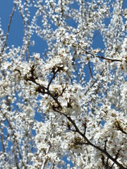 Flowering twigs floating in the calm blue atmosphere, highlighting seasonal transformation.
