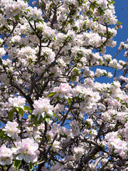 Close-up of apple blossoms in full bloom under a vivid blue sky, seasonal spring concept.