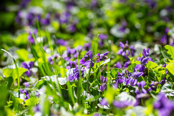 Close-up of blooming wild violets in a sunlit spring forest.