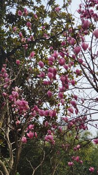Fototapeta Pink cherry blossom Flower in spring