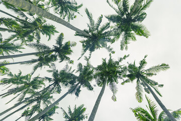 Tropical Palms bottom view as Nature graphics pattern, Coconut Palm trees view from below with soft light sky background, summer vibes, aesthetic nature atmospheric landscape, light sunlight
