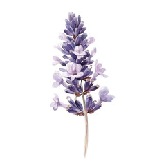 Obraz premium lavender vase plant flower dried aromatherapy purple herbs nature calm relaxing fresh decor home spa transparent background