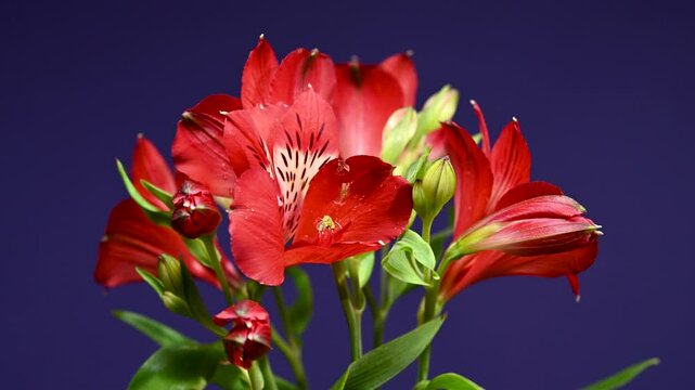 Red Alstroemeria Flowers on a color Background 4K footage