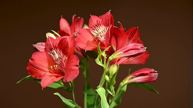 Red Alstroemeria Flowers on a color Background 4K footage