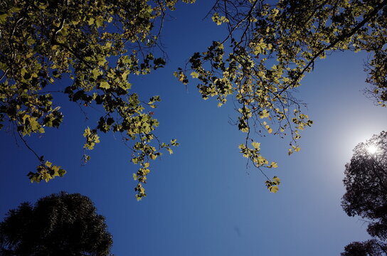 looking at sky through trees branch