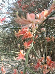 Capparis decidua flowers or karira flowers pattern background