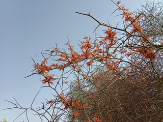 Capparis decidua flowers or karira flowers pattern background