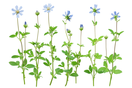 High-resolution isolated common daisy blossom on transparent background PNG cutout, ideal for spring floral designs, botanical collages, eco-friendly branding, and greeting card graphics