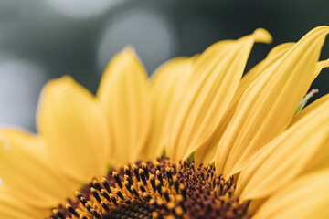 Macro close up of a sunflower with golden yellow tones and ultra detailed texture, perfect for nature inspired posters, banners, and vibrant floral designs.

