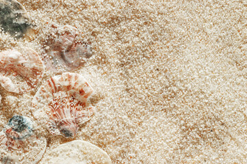 Collection of seashells scattered on fine sand, minimal nature pattern at soft sunlight, natural oceanic and summer textures, beach mood and sea style background, summer relaxation, harmony