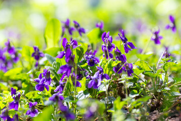 Spring flowers. Violet violets flowers bloom in the spring forest. Viola odorata.