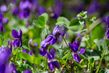 Spring flowers. Violet violets flowers bloom in the spring forest. Viola odorata.