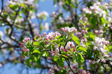 Bright apple tree flowers bloom, signaling the arrival of spring.