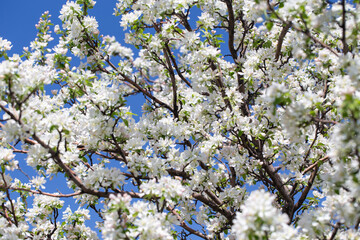 Apple tree branches covered in delicate white blossoms reach up toward the clear blue sky
