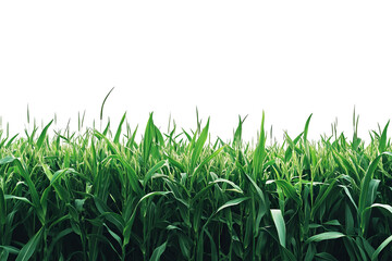 Fototapeta premium Lush 3D green grass meadow — high-resolution PNG cutout on transparent background for realistic outdoor landscape and nature design
