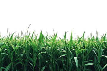 Lush 3D green grass meadow — high-resolution PNG cutout on transparent background for realistic outdoor landscape and nature design