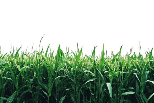 Lush 3D green grass meadow — high-resolution PNG cutout on transparent background for realistic outdoor landscape and nature design