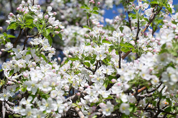 Delicate apple flowers bloom under blue skies, bringing light and joy.