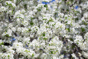 Close-up of apple blossoms in full bloom under a vivid blue sky, seasonal spring concept.