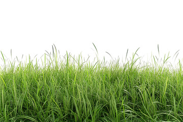 Obraz premium Lush 3D green grass meadow — high-resolution PNG cutout on transparent background for realistic outdoor landscape and nature design