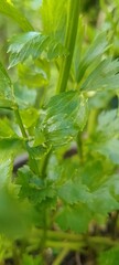 Fresh Green Celery with Crisp Stems and Leaves, Close-Up of Organic Vegetable in Natural Light, Ideal for Healthy Food, Cooking Ingredient, and Plant-Based Diet Concepts