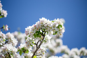 Springtime apple blossoms glowing in sunlight under bright blue sky.