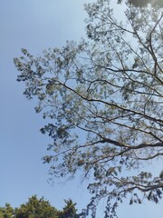 tree branches against blue sky