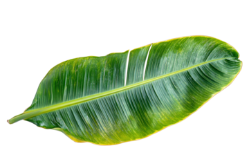 High-resolution green palm leaf isolated on transparent background — realistic tropical foliage PNG cut-out element for exotic nature composites, eco branding, botanical graphic design assets